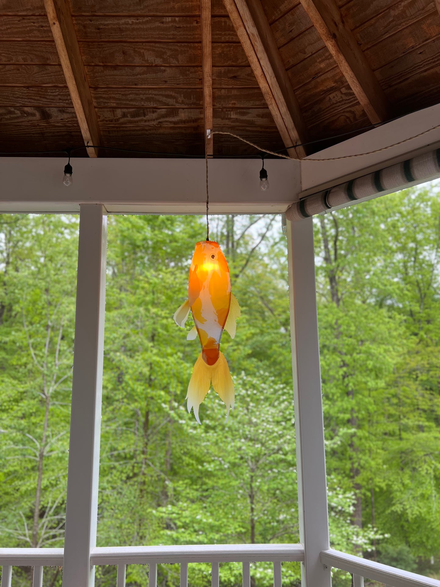 Gold Koi