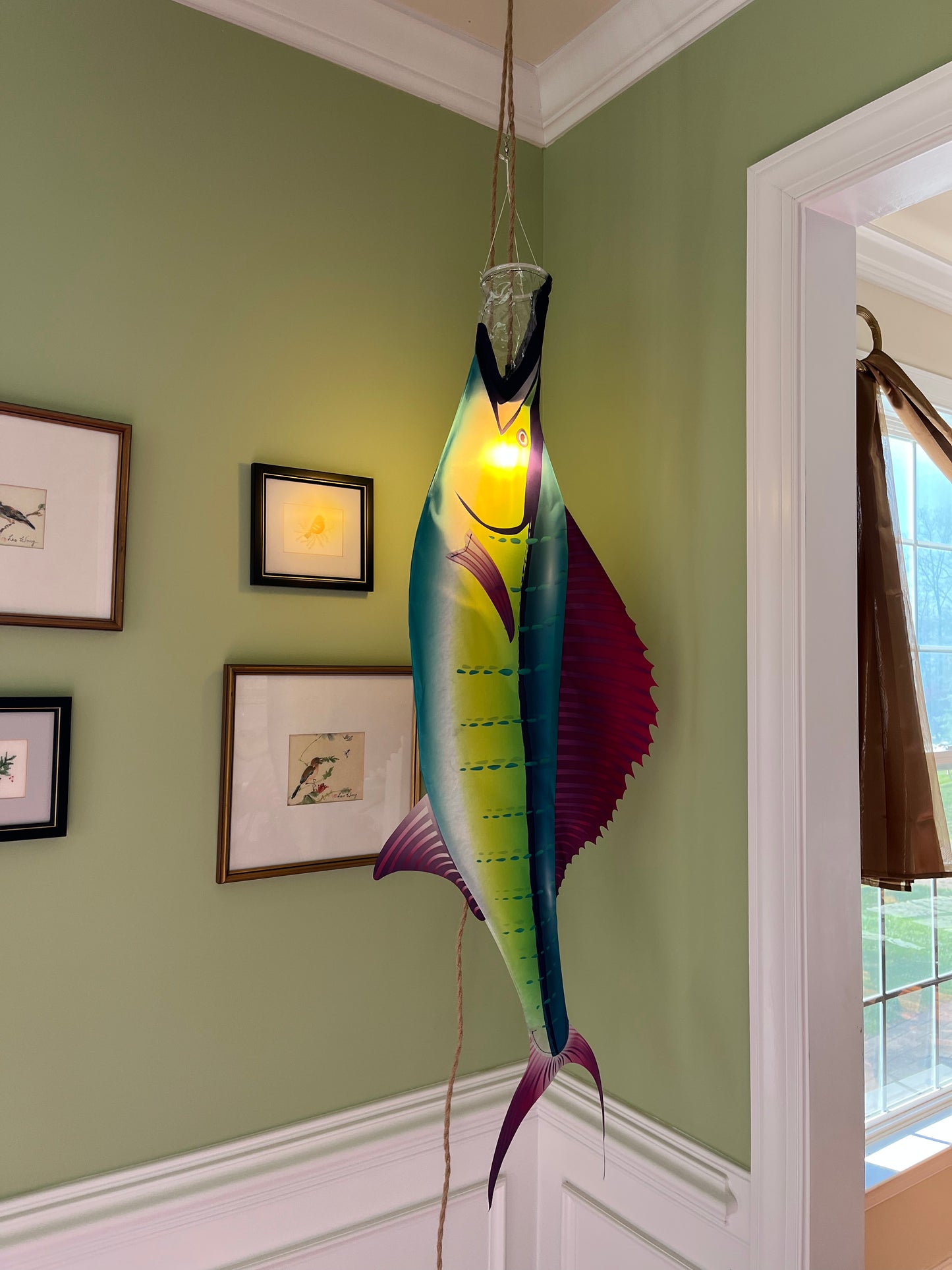 Sailfish